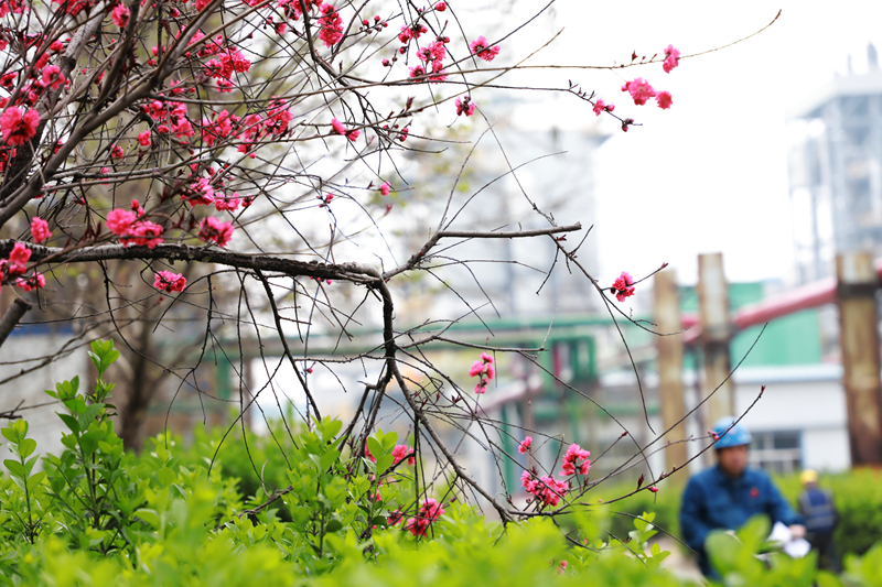 花开枝头